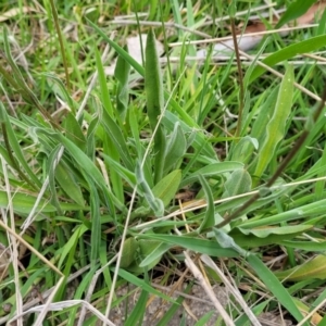 Craspedia variabilis at Stromlo, ACT - 14 Oct 2023