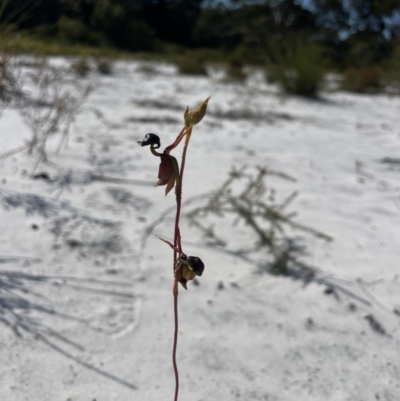 Caleana major (Large Duck Orchid) at Brunswick Heads, NSW - 13 Oct 2023 by Jamesbarrie