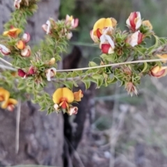 Pultenaea procumbens (Bush Pea) at Chapman, ACT - 14 Oct 2023 by BethanyDunne