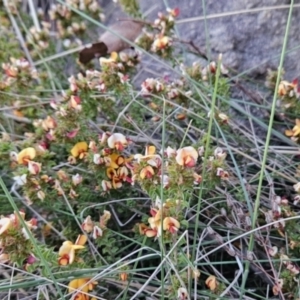 Pultenaea procumbens at Chapman, ACT - 14 Oct 2023