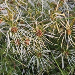 Clematis leptophylla (Small-leaf Clematis, Old Man's Beard) at Tuggeranong, ACT - 14 Oct 2023 by BethanyDunne