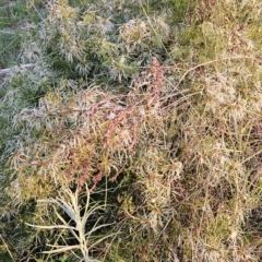 Clematis leptophylla at Tuggeranong, ACT - 14 Oct 2023