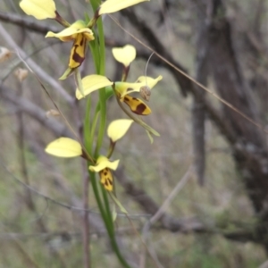 Diuris sulphurea at Canberra Central, ACT - suppressed