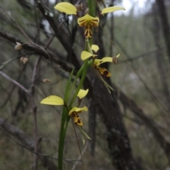 Diuris sulphurea at Canberra Central, ACT - 14 Oct 2023