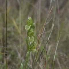 Hymenochilus bicolor (Black-tip Greenhood) at Canberra Central, ACT - 14 Oct 2023 by BethanyDunne