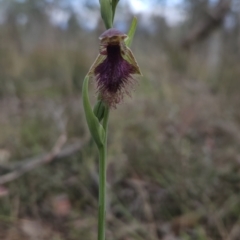 Calochilus platychilus (Purple Beard Orchid) at Canberra Central, ACT - 14 Oct 2023 by BethanyDunne