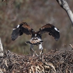 Aquila audax (Wedge-tailed Eagle) at Majura, ACT - 9 Oct 2023 by jb2602