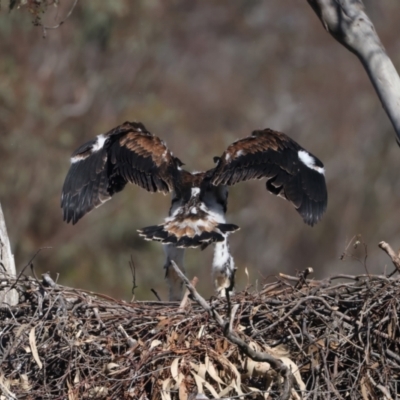 Aquila audax (Wedge-tailed Eagle) at Mount Ainslie - 9 Oct 2023 by jb2602