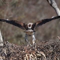 Aquila audax at Majura, ACT - 9 Oct 2023