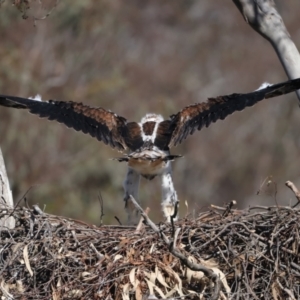 Aquila audax at Majura, ACT - 9 Oct 2023