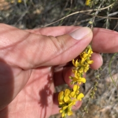 Dillwynia sericea (Egg And Bacon Peas) at Bywong, NSW - 12 Oct 2023 by JT1997