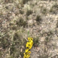 Dillwynia sericea at Bywong, NSW - 12 Oct 2023