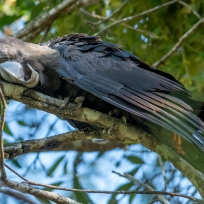 Calyptorhynchus lathami lathami (Glossy Black-Cockatoo) at Brunswick Heads, NSW - 14 Oct 2023 by Mala