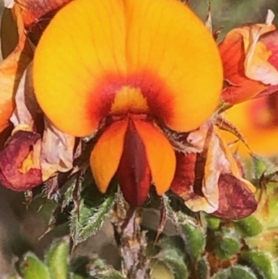 Pultenaea procumbens (Bush Pea) at Lyons, ACT - 9 Oct 2023 by GregC