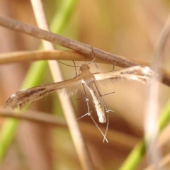 Stangeia xerodes (A plume moth) at ANBG South Annex - 13 Oct 2023 by ConBoekel