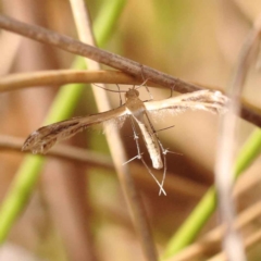 Stangeia xerodes at Canberra Central, ACT - 13 Oct 2023