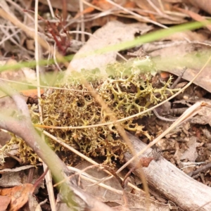 Cladia sp. (genus) at Canberra Central, ACT - 13 Oct 2023