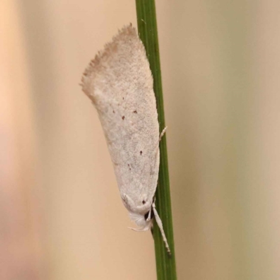Thalerotricha mylicella (A concealer moth) at ANBG South Annex - 13 Oct 2023 by ConBoekel