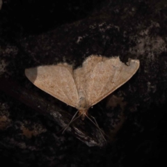 Scopula (genus) at ANBG South Annex - 13 Oct 2023 by ConBoekel