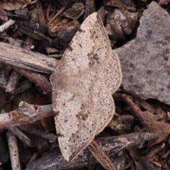 Taxeotis intextata (Looper Moth, Grey Taxeotis) at Canberra Central, ACT - 13 Oct 2023 by ConBoekel