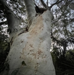 Eucalyptus racemosa (Narrow-leaved Scribbly Gum) at Brunswick Heads, NSW - 14 Oct 2023 by Jamesbarrie