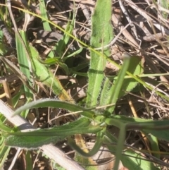 Wahlenbergia stricta subsp. stricta at Lyons, ACT - 9 Oct 2023