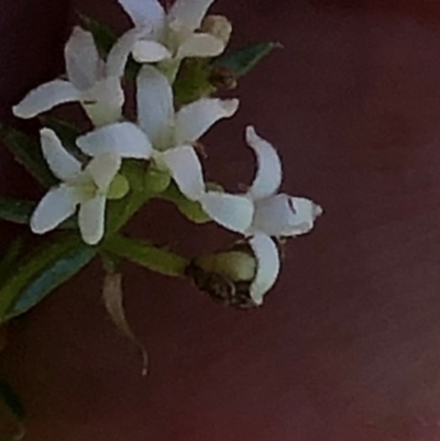 Asperula conferta (Common Woodruff) at Oakey Hill - 9 Oct 2023 by GregC