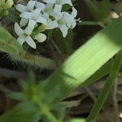 Asperula conferta at Lyons, ACT - 9 Oct 2023