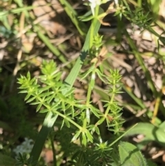 Asperula conferta at Lyons, ACT - 9 Oct 2023 04:08 PM