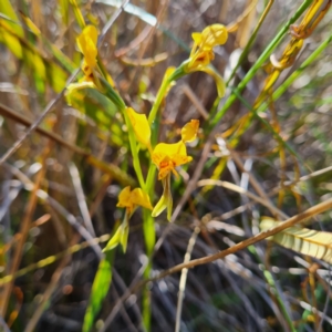 Diuris nigromontana at Canberra Central, ACT - 14 Oct 2023