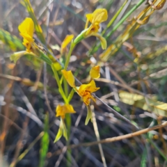 Diuris nigromontana at Canberra Central, ACT - 14 Oct 2023