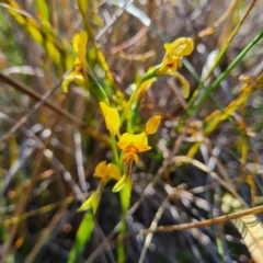 Diuris nigromontana at Canberra Central, ACT - 14 Oct 2023