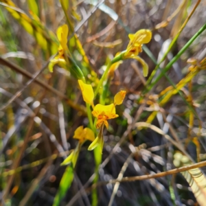 Diuris nigromontana at Canberra Central, ACT - 14 Oct 2023