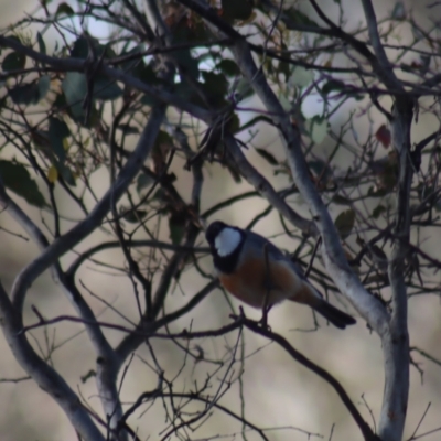 Pachycephala rufiventris (Rufous Whistler) at Gundaroo, NSW - 14 Oct 2023 by Gunyijan