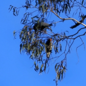 Callocephalon fimbriatum at Peak View, NSW - suppressed