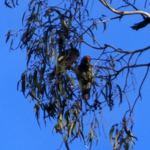 Callocephalon fimbriatum at Peak View, NSW - suppressed