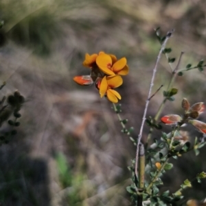 Mirbelia oxylobioides at Jerangle, NSW - 14 Oct 2023