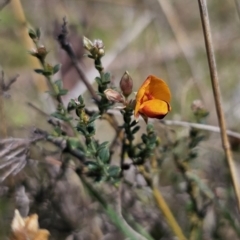 Mirbelia oxylobioides at Jerangle, NSW - 14 Oct 2023