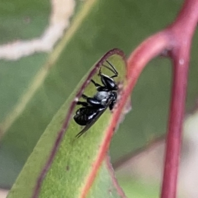 Tetragonula carbonaria (Stingless bee) at Surf Beach, NSW - 14 Oct 2023 by Hejor1