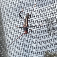 Amphirhoe sloanei (Longicorn or Longhorn beetle) at Surf Beach, NSW - 14 Oct 2023 by Hejor1