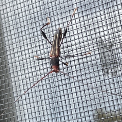 Amphirhoe sloanei (Longicorn or Longhorn beetle) at Surf Beach, NSW - 14 Oct 2023 by Hejor1