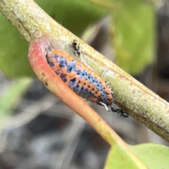 Monophlebulus sp. (genus) at Surf Beach, NSW - 14 Oct 2023 by Hejor1