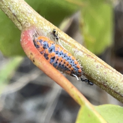 Monophlebulus sp. (genus) at Surf Beach, NSW - 14 Oct 2023 by Hejor1