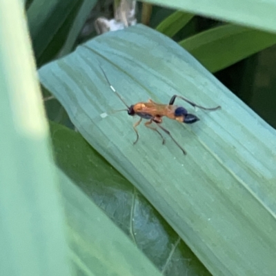 Ctenochares bicolorus (Black-tipped orange ichneumon) at Batemans Bay, NSW - 14 Oct 2023 by Hejor1