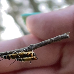 Chauliognathus sp. (genus) (Soldier beetle) at Batemans Bay, NSW - 14 Oct 2023 by Hejor1