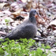 Spilopelia chinensis (Spotted Dove) at ANBG - 12 Oct 2023 by AlisonMilton