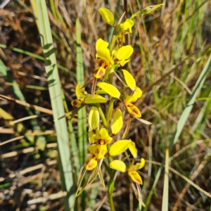 Diuris sulphurea at Canberra Central, ACT - suppressed