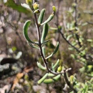 Persoonia rigida at Jerangle, NSW - 14 Oct 2023 02:53 PM