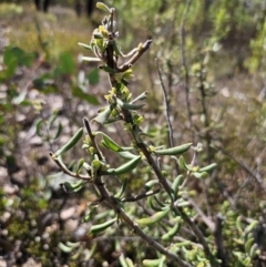 Persoonia rigida at Jerangle, NSW - 14 Oct 2023 02:53 PM