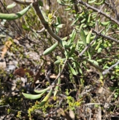 Persoonia rigida at Jerangle, NSW - 14 Oct 2023 02:53 PM